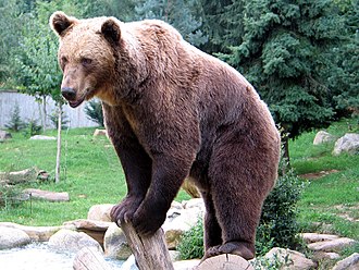 Bear (app)